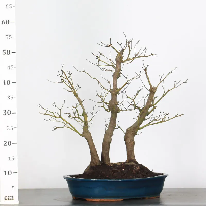 image supplémentaire - Forêt Érable du japon "...