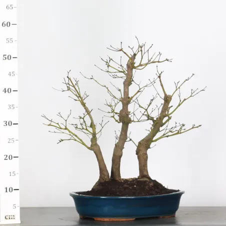 image supplémentaire - Forêt Érable du japon "...