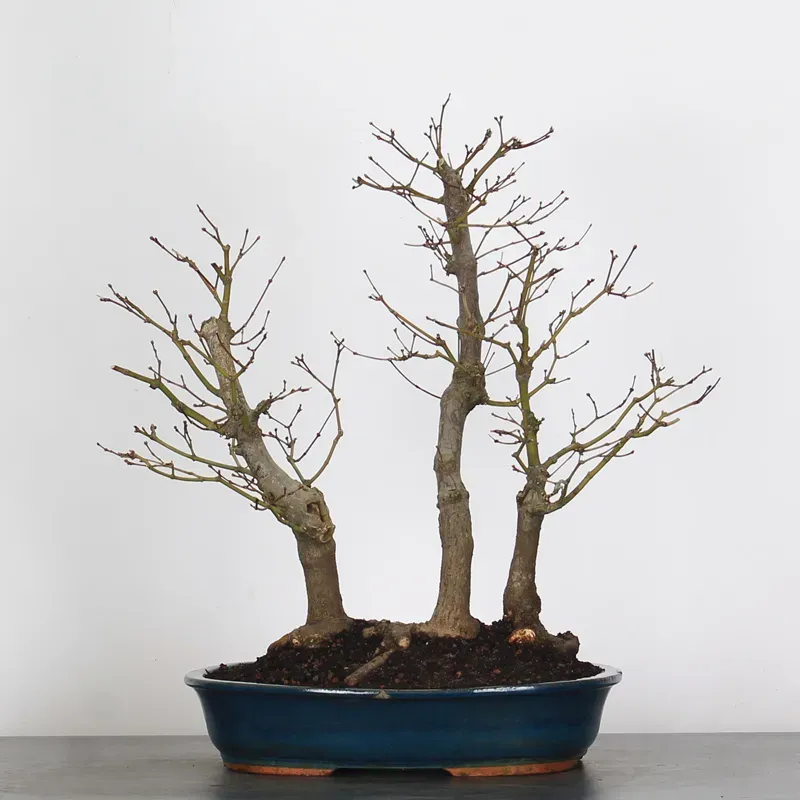 JAPANESE MAPLE FOREST "ACER ATROPURPUREUM" 1-11