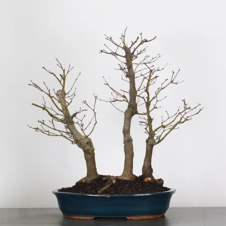 JAPANESE MAPLE FOREST "ACER ATROPURPUREUM" 1-11