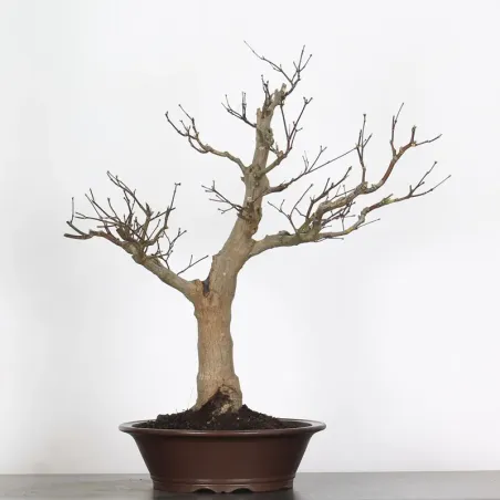 image supplémentaire - Érable du japon " ACER...