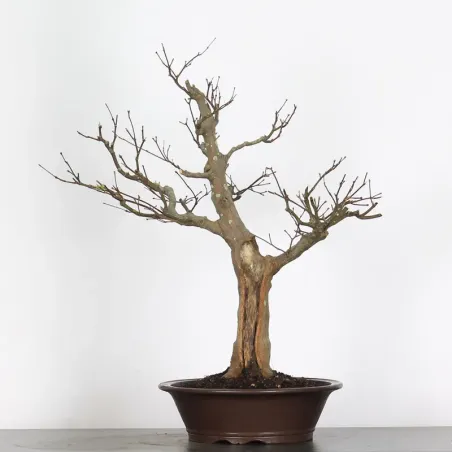 BONSAI JAPANESE MAPLE "ACER ATROPURPUREUM" 2-1