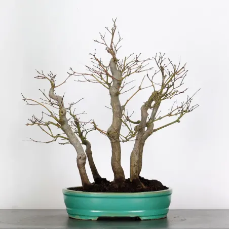 image supplémentaire - JAPANESE MAPLE FOREST "ACER...