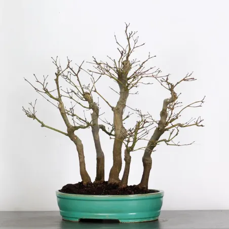 JAPANESE MAPLE FOREST "ACER ATROPURPUREUM" 2-2