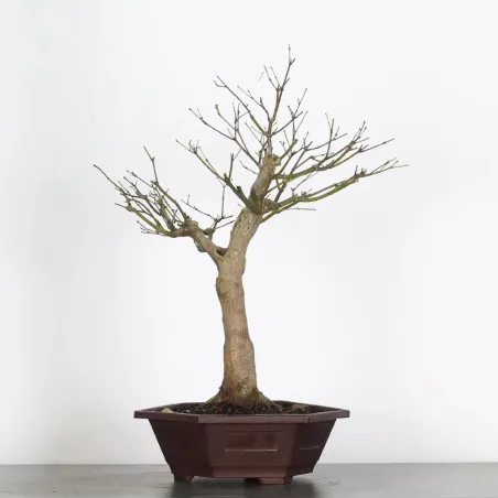 Bonsai Erable Palmatum Atropurpureum AA-2-3