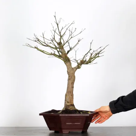 image supplémentaire - Érable du japon " ACER...