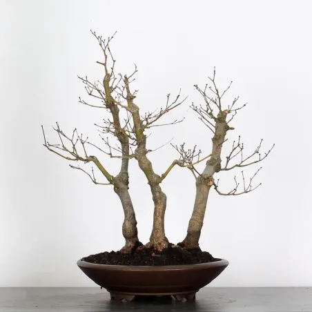 image supplémentaire - Forêt érable du japon "...