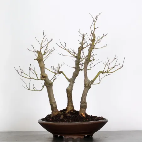 Bonsai Erable Palmatum Atropurpureum AA-2-4