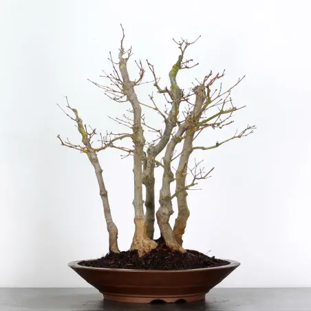 Maple Bonsai Palmatum Atropurpureum AA-2-5