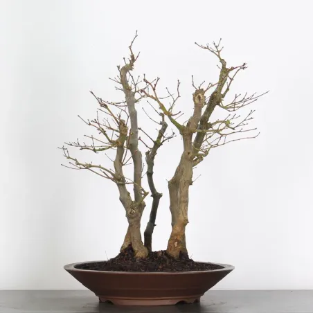 image supplémentaire - forêt érable du japon "...