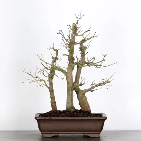 japanese maple forest "acer atropurpureum" 2-6