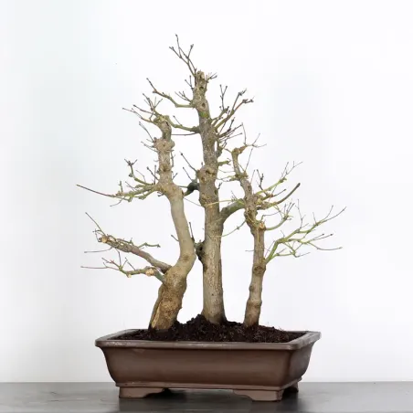 image supplémentaire - Forêt érable du japon "...