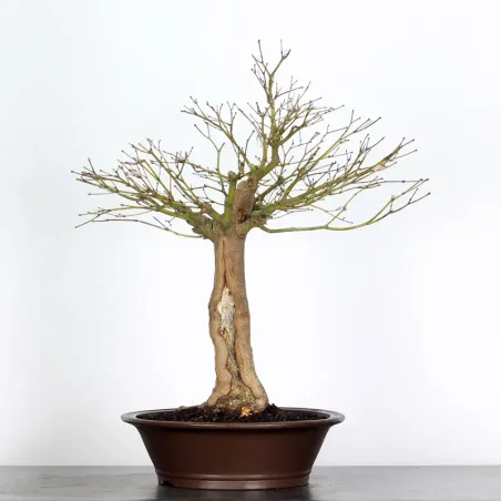 JAPANESE MAPLE "ACER PALMATUM" 7-7 (unknown cultivar)