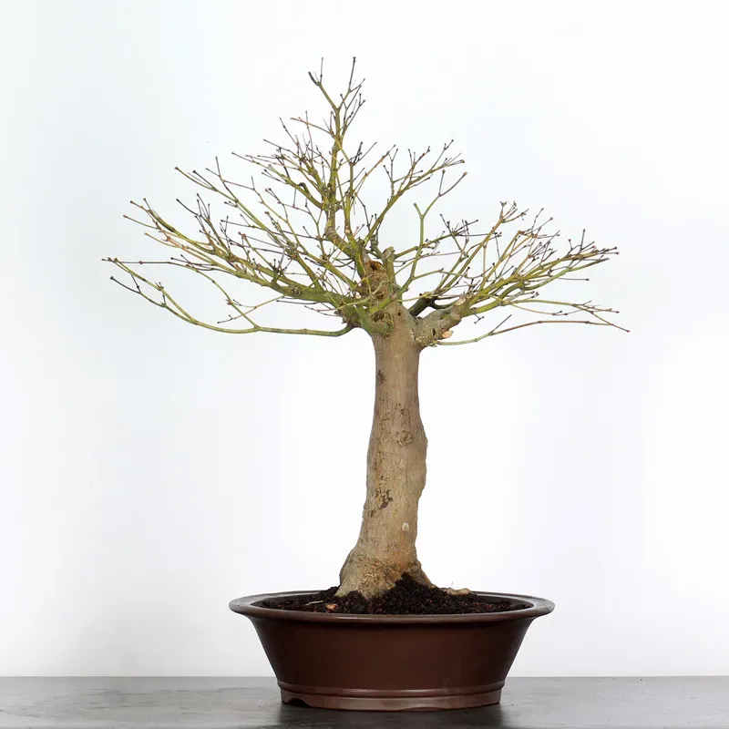 image supplémentaire - Érable du japon " ACER...