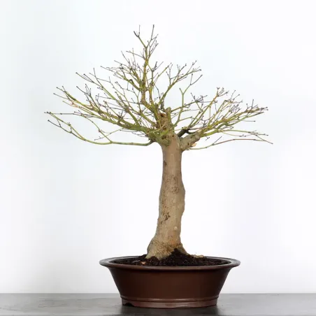 image supplémentaire - Bonsai japanese maple "acer...