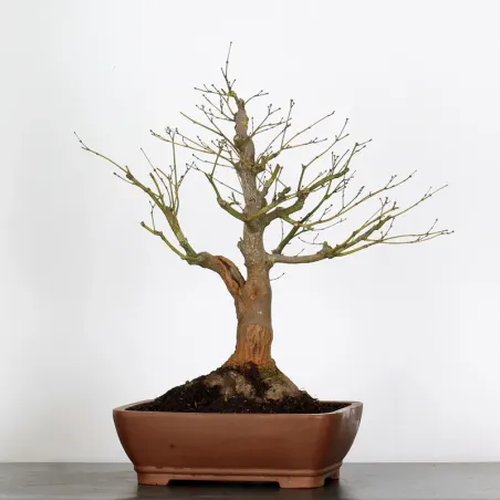 image supplémentaire - érable du japon " acer...