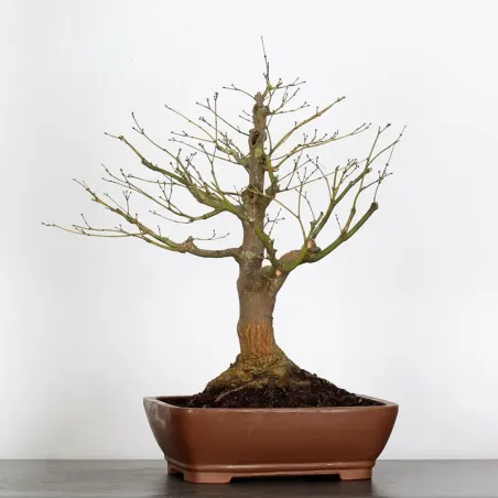 érable du japon " acer atropurpureum" 2-8