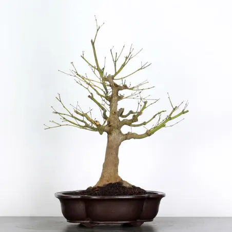 image supplémentaire - Bonsai japanese maple "acer...