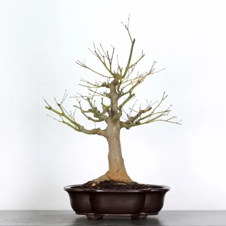 Bonsai japanese maple "acer atropurpureum" 2-9