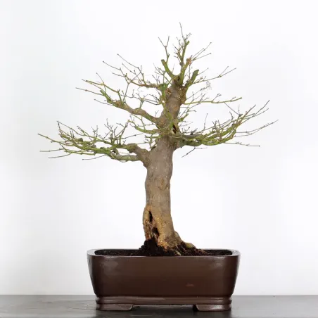 Bonsai japanese maple "acer atropurpureum" 2-10