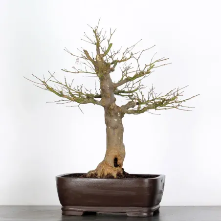 image supplémentaire - Érable du japon " ACER...