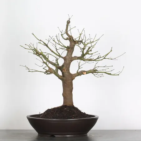 érable du japon " acer atropurpureum" 2-11