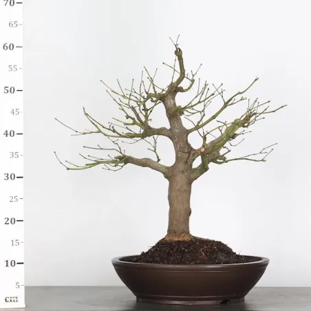 image supplémentaire - Bonsai japanese maple "acer...