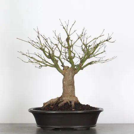 image supplémentaire - érable du japon " acer...