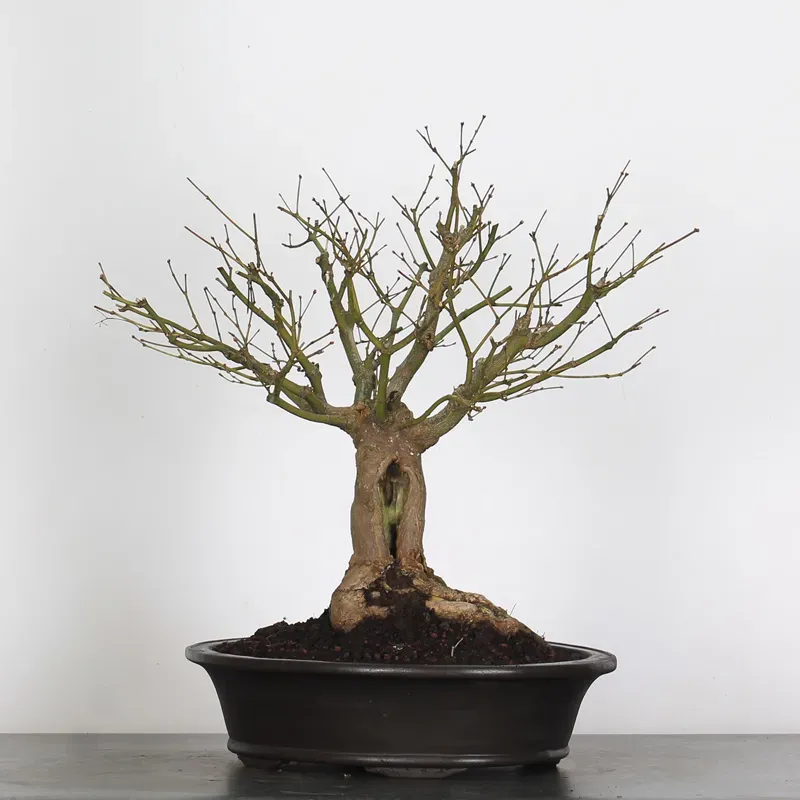 érable du japon " acer atropurpureum" 2-12