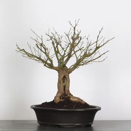 JAPANESE MAPLE "ACER PALMATUM" 7-12 (unknown cultivar)