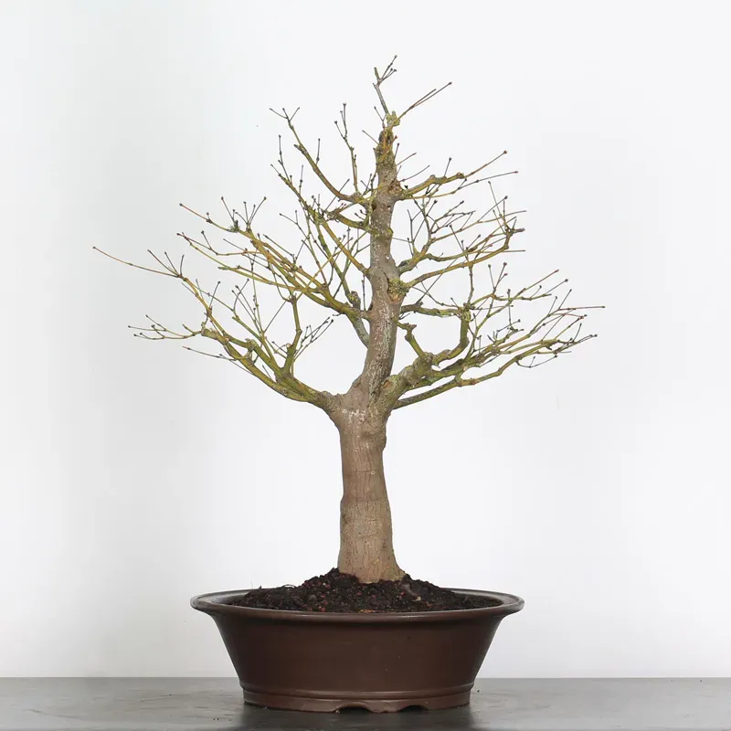 Érable du japon " ACER PALMATUM" 7-13 (cultivar non identifié)