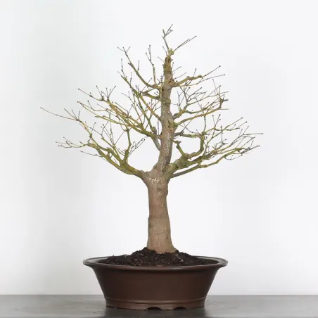 Bonsai japanese maple "acer atropurpureum" 2-13