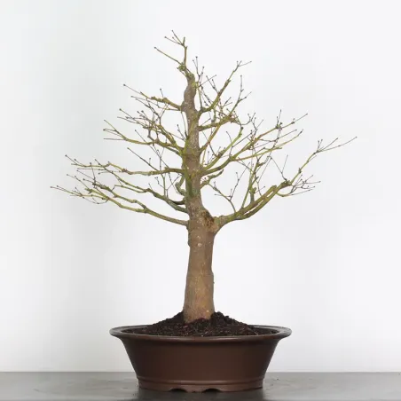 image supplémentaire - Érable du japon " ACER...