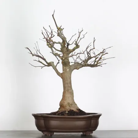 érable du japon " acer atropurpureum" 2-14