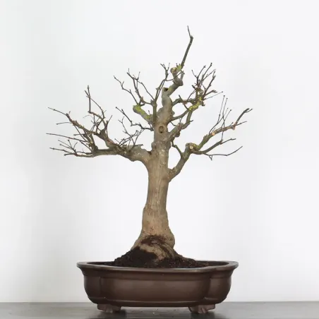 image supplémentaire - érable du japon " acer...