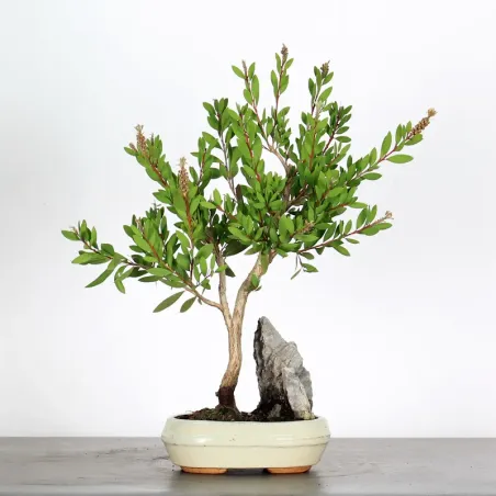 BONSAI CALLISTEMON 1-1