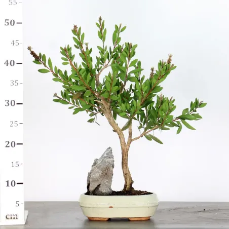 image supplémentaire - BONSAI CALLISTEMON 1-1