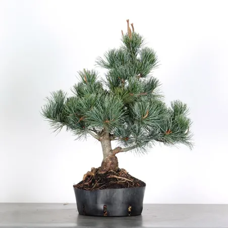 JAPANESE WHITE PINE “PENTAPHYLLA” 1-2