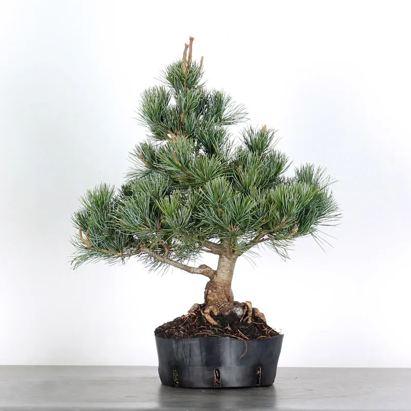 image supplémentaire - PIN BLANC DU JAPON...