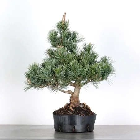 image supplémentaire - JAPANESE WHITE PINE...