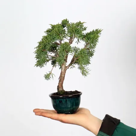 Bonsai Chinese Juniper