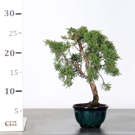 image supplémentaire - GENÉVRIER "JUNIPERUS KISHU"...