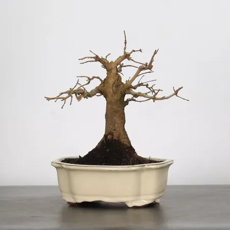 Maple "ACER BUERGERIANUM" 1-2