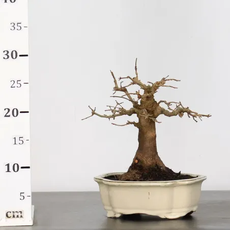 image supplémentaire - Érable "ACER BUERGERIANUM" 1-2