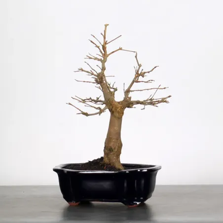 Bonsai Erable Burger AB-1-3