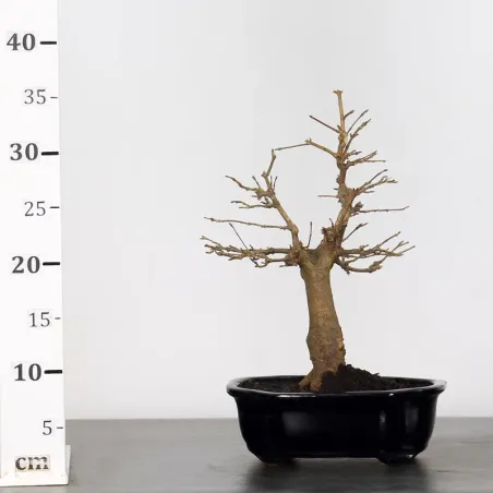 image supplémentaire - Maple "ACER BUERGERIANUM" 1-3