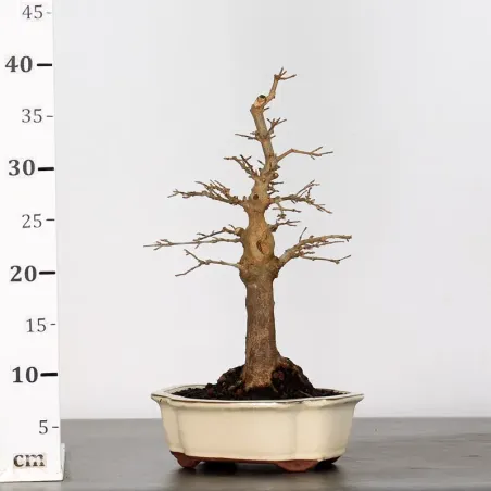 image supplémentaire - Maple "ACER BUERGERIANUM" 1-4