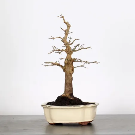 Bonsai Maple Burger AB-1-4