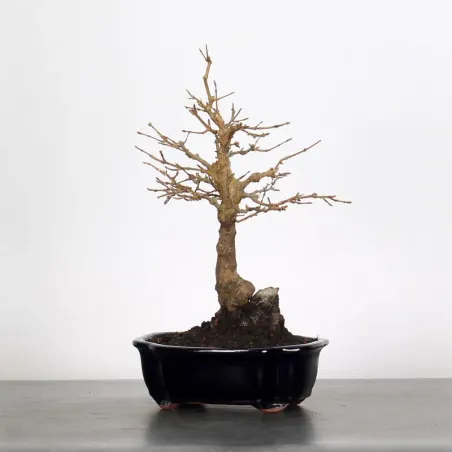 Bonsai Erable Burger AB-1-6