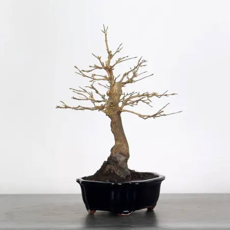 image supplémentaire - Érable "ACER BUERGERIANUM"...